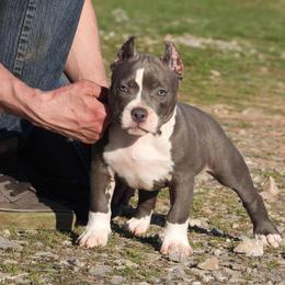 Polo - Blue female American Bully puppy in Orlinda, Tennessee from SimplyBullies