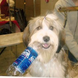 Tibetan Terriers from Floresta Tibetan Terriers