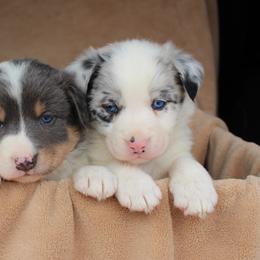 Border Collie Puppies from C Bar C Ranch