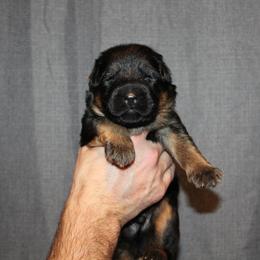 Boy 2 - Black and red male German Shepherd puppy in Fenton, Michigan from Home Base Shepherd