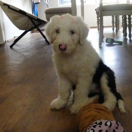 Old English Sheepdog Puppies from Gabriela Moreno's Old English Sheepdogs