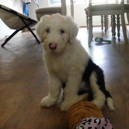 Old English Sheepdog Puppies from Gabriela Moreno's Old English Sheepdogs