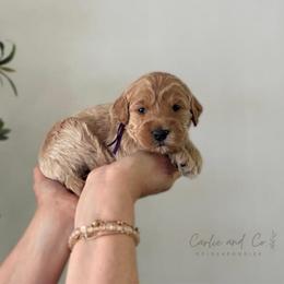 Braylee - Apricot female Goldendoodle puppy in Madisonville, Kentucky from Carlie and Co. Goldendoodles
