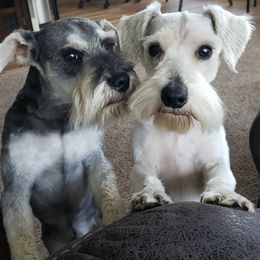 Miniature Schnauzer Puppies from Springs Miniature Schnauzers