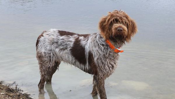 Find Wirehaired Pointing Griffon puppies for sale