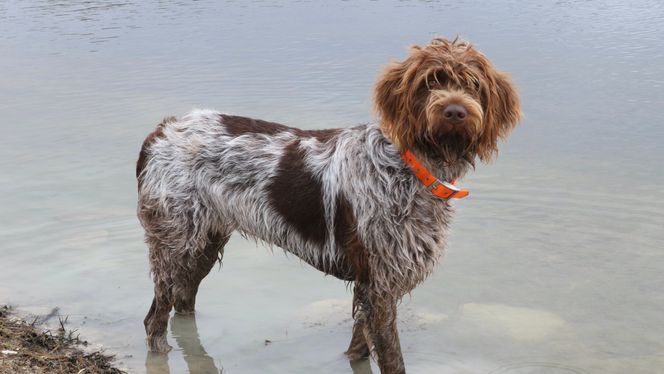 Wirehaired Pointing Griffon