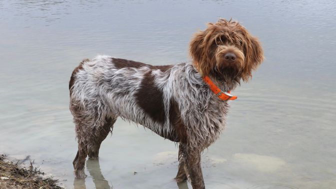 Wirehaired Pointing Griffon