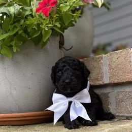 Scholar - Black male Goldendoodle puppy in Camden, North Carolina from Oopsie Doodles of NC