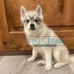 Ajax - Gray and white male Pomsky puppy in Littleton, Colorado from Pikes Peak Pomskies
