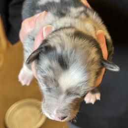 Watson - Blue merle male Miniature Australian Shepherd puppy in Godley, Texas from Nana and Paws Aussies