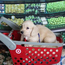 Simon - Cream male Dachshund puppy in Pace, Florida from Shoebox Doxie’s
