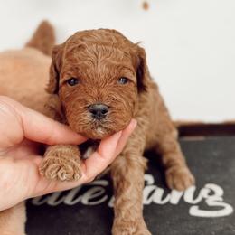 MBappe - Red male Cavapoo puppy in Mesa, Arizona from Pedersendoodles