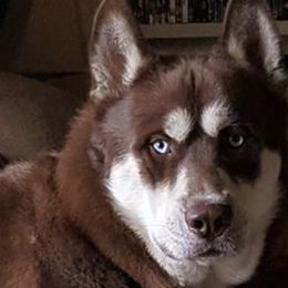 Siberian Huskies from Debra Hickam's Siberian Huskies