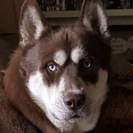 Siberian Huskies from Debra Hickam's Siberian Huskies