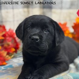 Red collar - Black male Labrador Retriever puppy in Beaverdam, Virginia from Riverside Sunset Labrador Retrievers