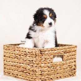 Meeko - Black tri-color male Australian Shepherd puppy in Woodford, Virginia from Skyborne Australian Shepherds