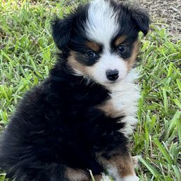 Cody - Black tri male Toy Australian Shepherd puppy in Troy, South Carolina from Stockman Farms