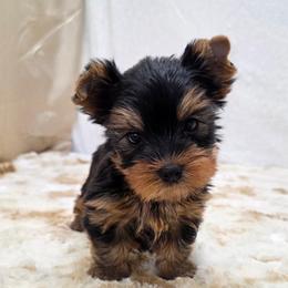 Doby - Blue and gold male Yorkshire Terrier puppy in Monticello, Iowa from Ashley’s Puppies