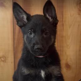 Rage - Black and tan female German Shepherd puppy in Beech Grove, Arkansas from Ze Zadnich lesu