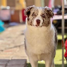 Karlee - Red merle female Australian Shepherd puppy in Buckeye, Arizona from Wranglin Farms