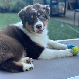 Australian Shepherd Puppies from Cloverdale Australian Shepherds