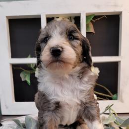 Aussiedoodle and Goldendoodle Puppies from Hunting Creek Kennels