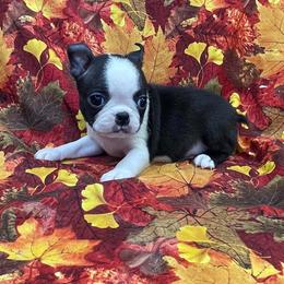 Tami - Black brindle and white female Boston Terrier puppy in Fillmore, Illinois from Wind Hill Puppies