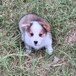 Oliver - Sable male Pembroke Welsh Corgi puppy in Millsap, Texas from Punchy Pembroke Ranch