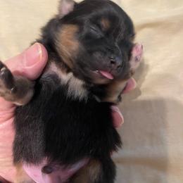 Boy 1 - Black and tan male Pomeranian puppy in Jamestown, California from Park Avenue Poms