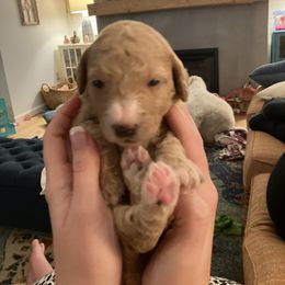 Goldendoodle Puppies from Blue Valley Goldendoodles