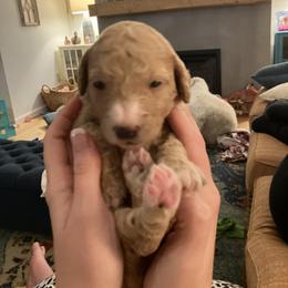 Goldendoodle Puppies from Blue Valley Goldendoodles