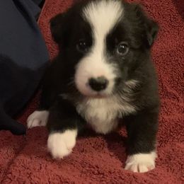 Border Collie Puppies from Best Friend Borders