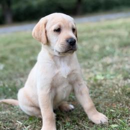 Journey - Yellow female Labrador Retriever puppy in Sweet Home, Oregon from Snowpeak English Labradors