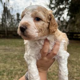 Rummy - Apricot male Goldendoodle puppy in Ocala, Florida from The Treasured Puppies Department