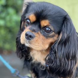 Teddy - Cavalier King Charles Spaniel