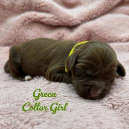 Bo Peep - Chocolate female Australian Labradoodle puppy in Rhode Island from Highland Beach Labradoodles