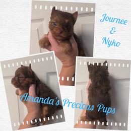 Kyker - Chocolate and tan male Yorkshire Terrier puppy in Wartburg, Tennessee from Amanda's Precious Pups