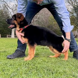 German Shepherd Puppies from Von Legends Burg