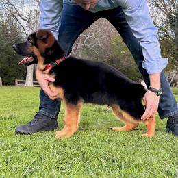 German Shepherd Puppies from Von Legends Burg
