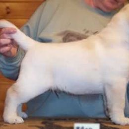 Labrador Retriever Puppies from Cecilie Drege