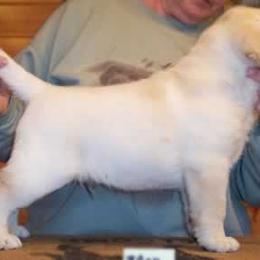 Labrador Retriever Puppies from Cecilie Drege