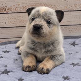 Bookie - Blue female Australian Cattle Dog puppy in Scurry, Texas from RedHorizon AKC Australian Cattle Dogs (Heelers)