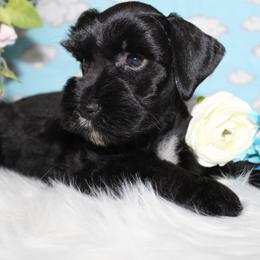 Cole - Black male Miniature Schnauzer puppy in Gary, Texas from Beards Little Schnauzers