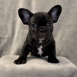 Boy 2 - French Bulldog puppy in Florida from Peaceful Prayers French Bulldogs