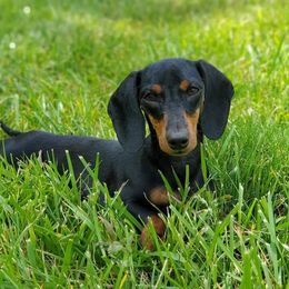 Belle - Dachshund