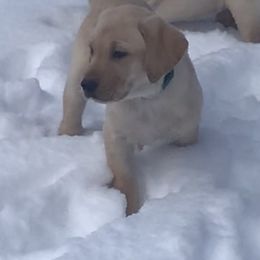 Labrador Retriever Puppies from Sycamore Kennels