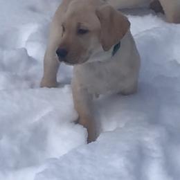 Labrador Retriever Puppies from Sycamore Kennels