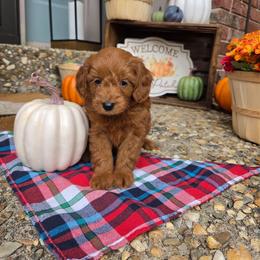 Red - Apricot male Goldendoodle puppy in Little Rock, Arkansas from Adorable Mini Doodles LLC