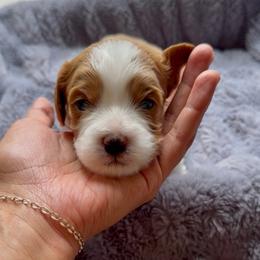 Nash - Tri-color male Cavapoo puppy in Cedar City, Utah from Pearson's Poodles