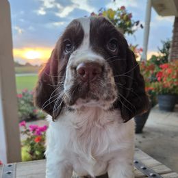 Charlie - Liver and white male English Springer Spaniel puppy in Statesville, North Carolina from BAR Z Springers